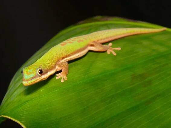 Phelsuma lineata, Lamprolepis, Lamprophi...
