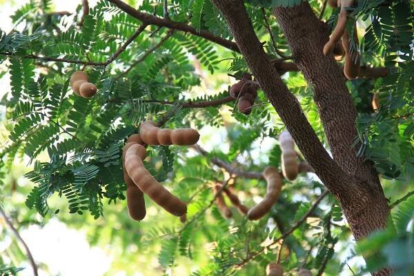 tamarind: botanika, tamarindus, rod dvouděložných rostlin z čeledi sapanovitých