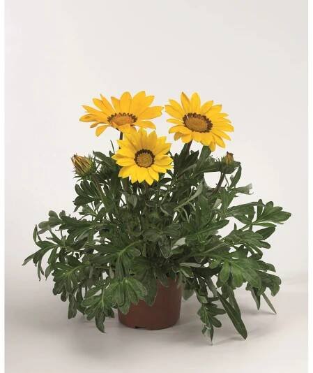 Gazania