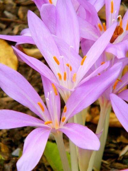 Colchicum autumnale