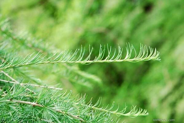 Modřín opadavý Pendula (Larix decidua), jehlice