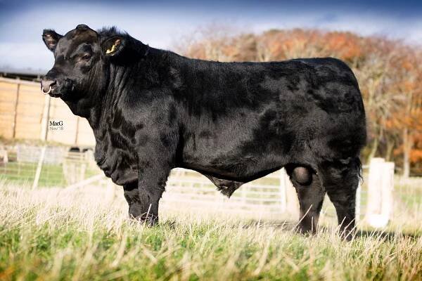 Rawburn Jumbo Eric - Rawburn Aberdeen Angus Herd