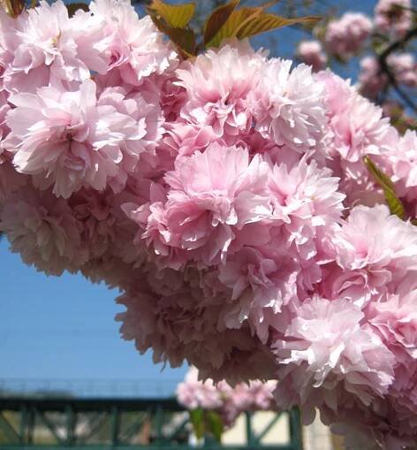 Okrasná čerešňa ´KIKU SHIDARE´ (Sakura) na kmienku 120 cm, kont. 15 l | Lumigreen.sk