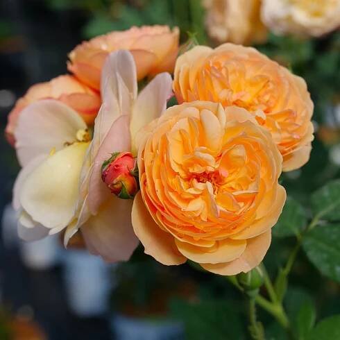 FlavoretteTM Honey-Apricot Rose