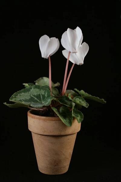 Cyclamen 892326 1920