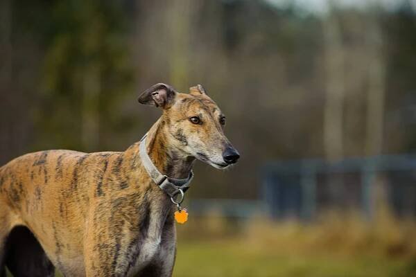 Greyhound: Charakter, Haltung & Pflege - Hund