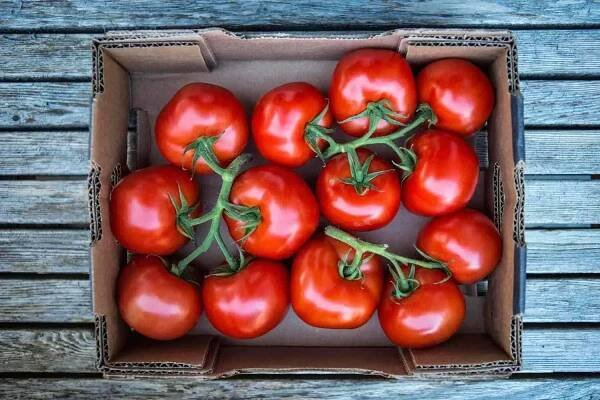 Tray-of-Tomatoes-57f79fbe5f9b586c353be128
