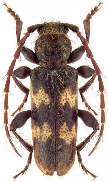 Semanotus undatus