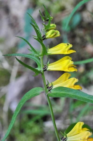 Černýš luční (Melampyrum pratense)