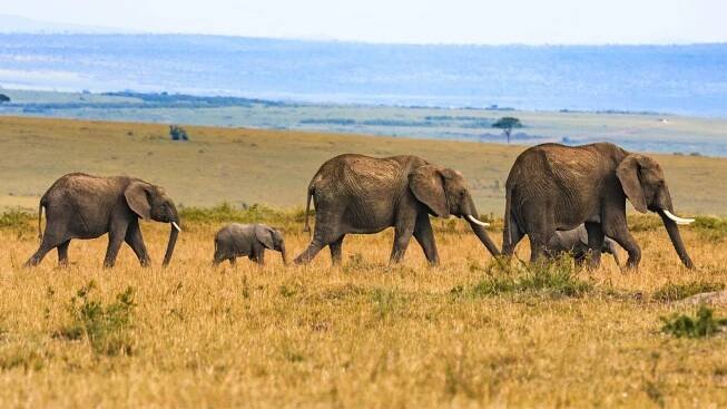 safaris from Watamu