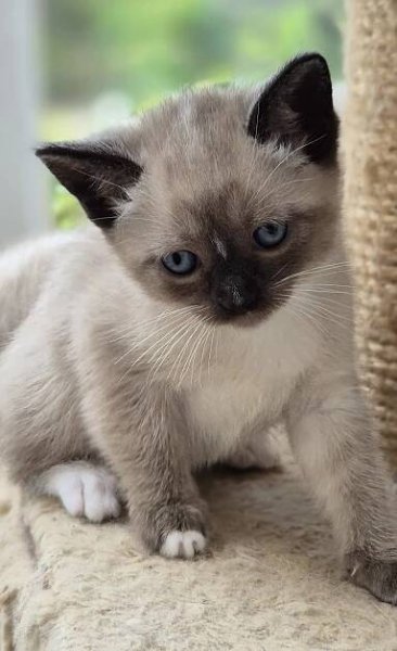 5 male kittens Snowshoe kittens – Sapphirestar Cats