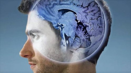 Mozky lidí se záhadně zmenšují. Vědci našli vysvětlení u mravenců