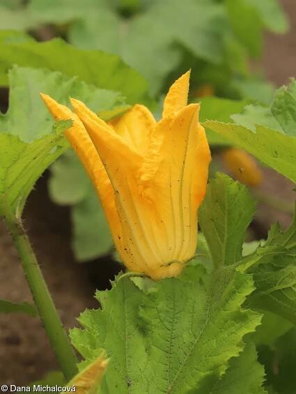 Cucurbita pepo – tykev obecná, dýně obecná