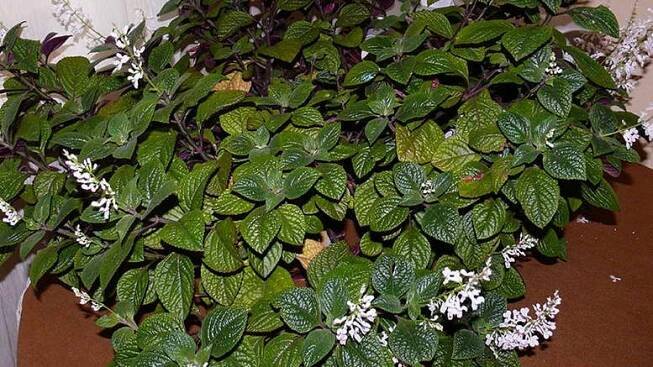 Je možné množit plectranthus z listů?