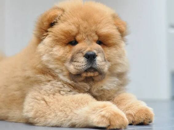 How Much Does a Chow Chow Cost?