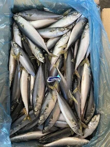 Frozen Pacific Chub Mackerel high quality