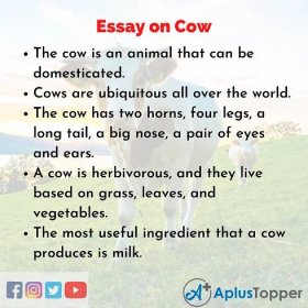 Essay about Cow
