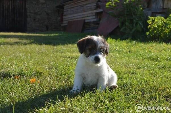 Jack Russell Teriér hrubosrstý na prodej s pp fci Vrbov, Kežmarok