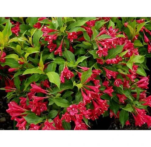 Weigela 'Red Prince' 20-30 C1,4L