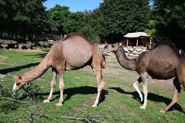 Velbloud jednohrbý | Zoo Olomouc - Svatý Kopeček