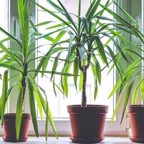Dracaena propagation tips: how to get more dragon plants