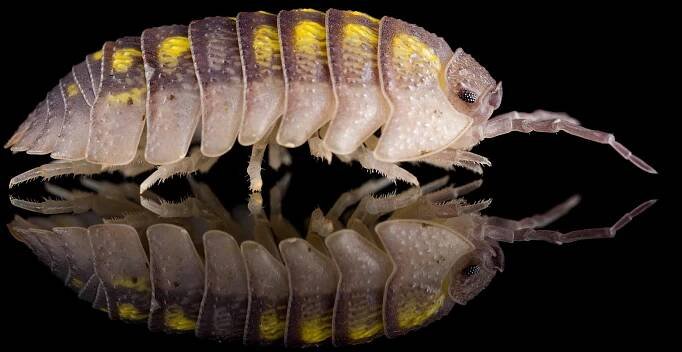 Armadillidium granulatum