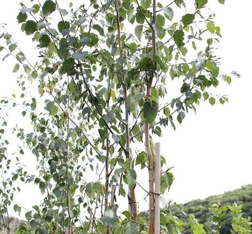 Bříza čínská 'Septentrionalis' - Betula albosinensis 'Septentrionalis'
