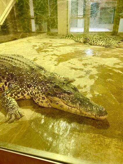 #256: Krokodýlí zoo Protivín | Mazané výlety