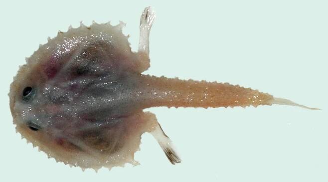 Halicmetus