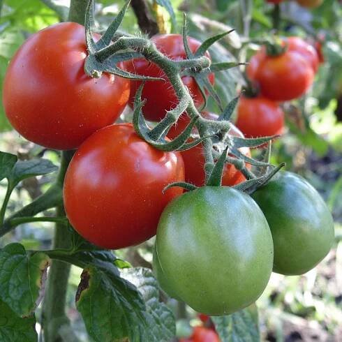 Rajče Crimson Crush PhR F1 - Solanum lycopersicum - semena - 7 ks