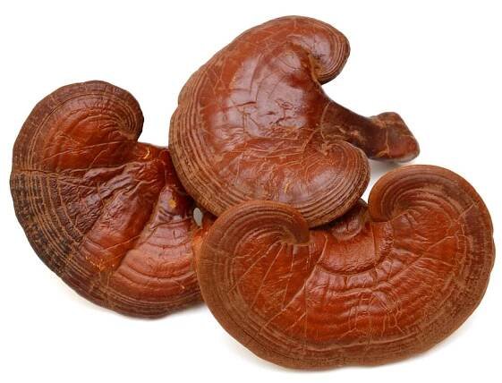 Reishi - zázračná čínská houba (zkušenosti s účinky) - Bio Poradce