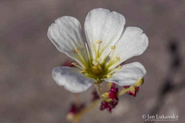 Lomikámen nicí - Saxifraga cernua