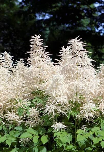 Perennials - Shade & Part Sun/Shade — Country Gardens 