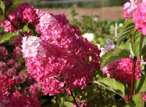 Hortenzie latnatá FRAISE MELBA