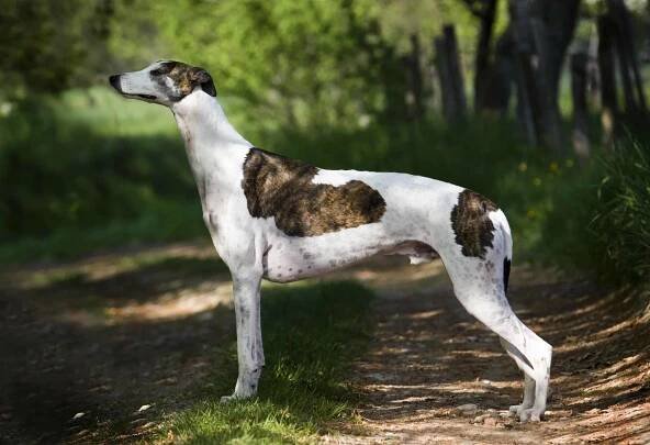 Hunderasse Greyhound