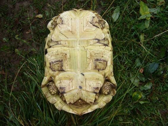 Geochelone pardalis-želva pardálí | euzelva.cz 