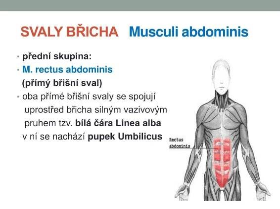 PPT - POHYBOVÝ SYSTÉM – svaly trupu PowerPoint Presentation, free ...