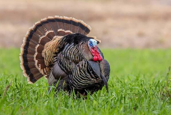 Turkey Hunting 101 - The National Wild Turkey Federation