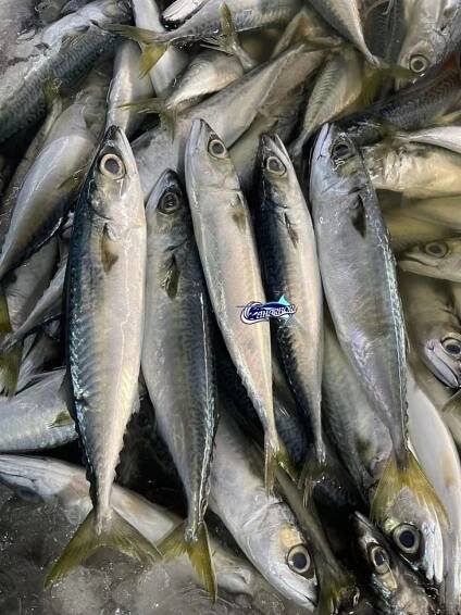 Sea Frozen For Pacific Mackerel high quality