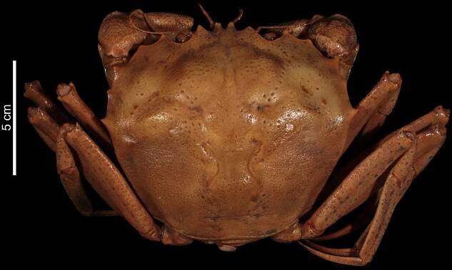 Chaceon crosnieri