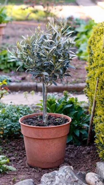 Olivovník evropský (Olea europaea) 5