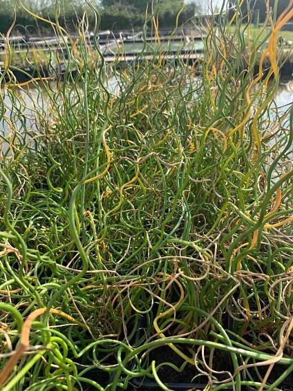 Sitina rozložitá Spiralis - Juncus effusus Spiralis K2