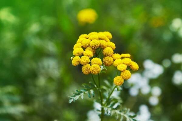 Yellow flower companion planted for cucumber beetle control