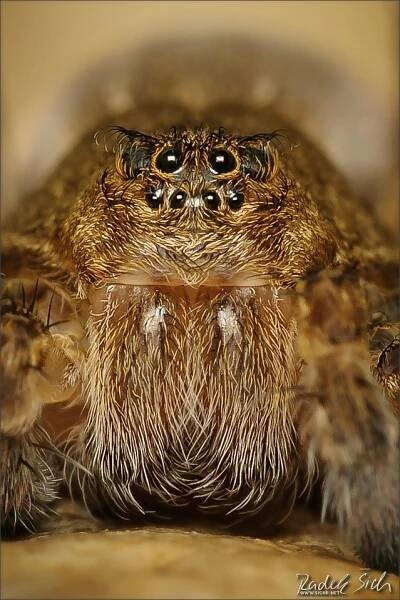 Česká arachnologická společnost - Kvadrát 7267 → 133 nálezů, 109 druhů