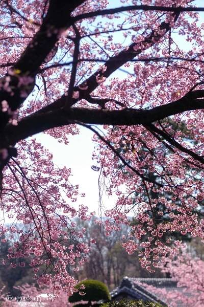 2019 Tokyo Sakura Diary — the wandering cam