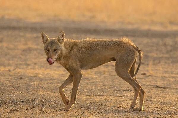 Indian Wolf (Canis lupus pallipes)
