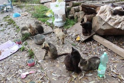 Bydlí v rozpadlé maringotce s desítkami koček. Mají propadnout státu