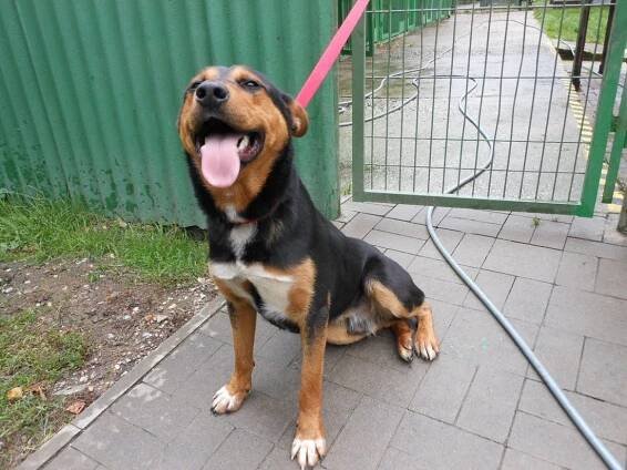 Psi k adopci z útulků, azylů a neziskových organizací