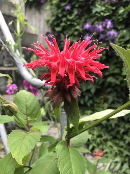 How to grow Monarda didyma | Jack Wallington | Nature & Gardens