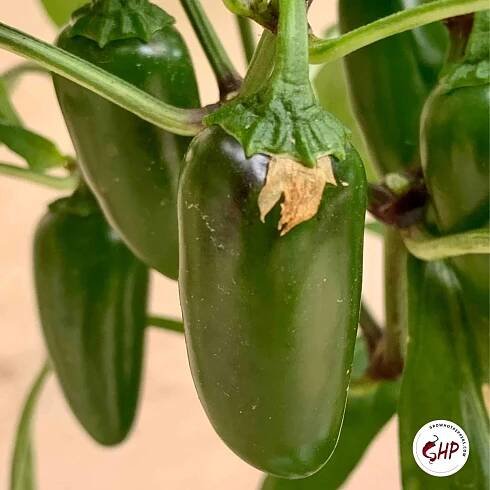 jalapeno peppers growing on plant